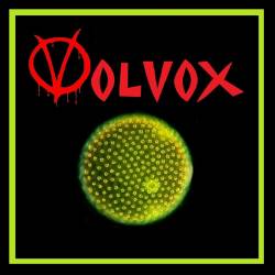 Volvox